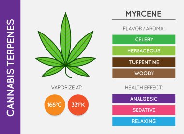 Kenevir Terminali Bilgi Çizelgesi. Aroma ve Flavor ve Sağlık Yararları ve Buharlaştırma Sıcaklığı. CBD ve THC. Vektör.