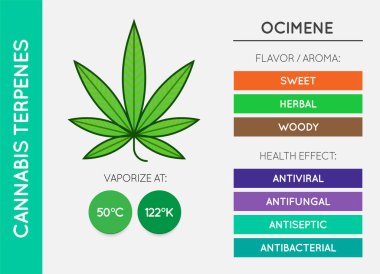Kenevir Terminali Bilgi Çizelgesi. Aroma ve Flavor ve Sağlık Yararları ve Buharlaştırma Sıcaklığı. CBD ve THC. Vektör.