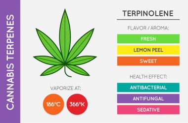 Cannabis Terpene Information Chart. Aroma and Flavor with Health Benefits and Vaporize Temperature. CBD and THC. Vector. clipart