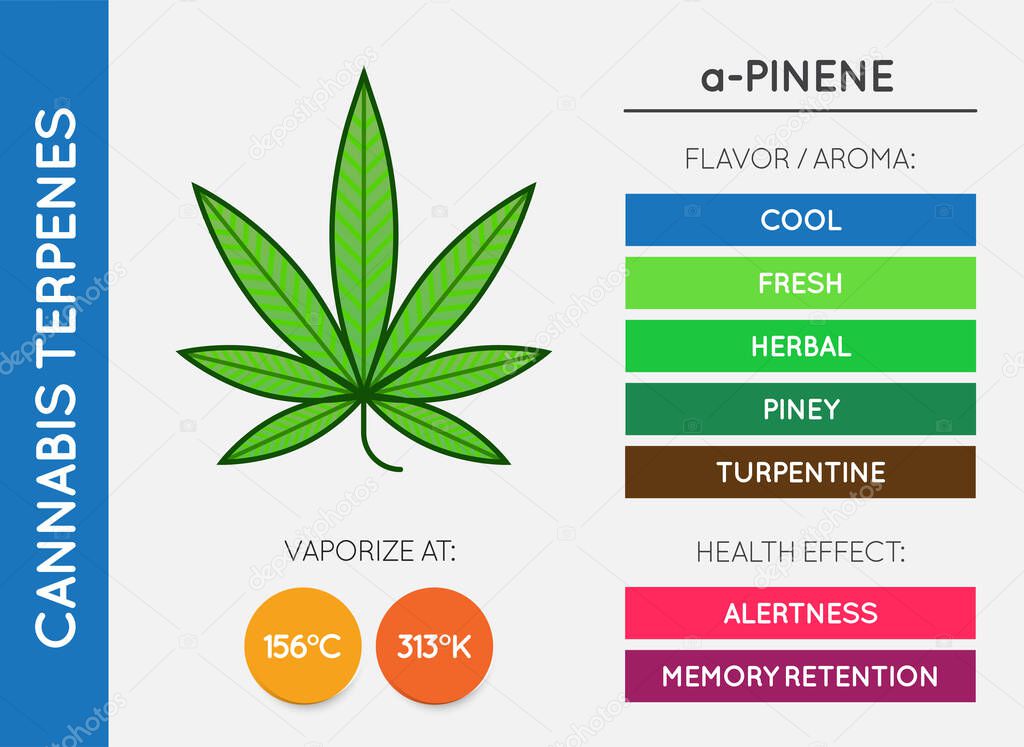 Cannabis Terpene Information Chart. Aroma and Flavor with Health Benefits and Vaporize Temperature. CBD and THC. Vector.