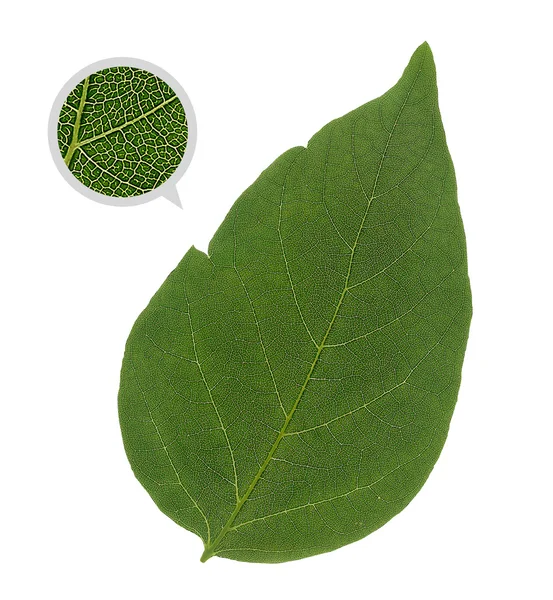 Detailliertes grünes Blatt mit Venen und Zellen — Stockfoto