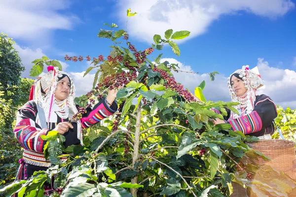Women in Indigenous tribal dress are harvesting ripe coffee bean
