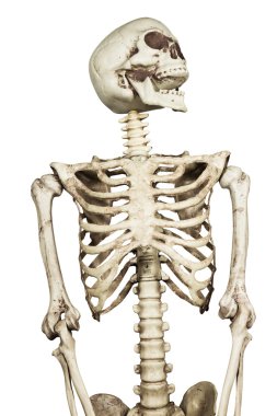 Beyaz arka plan üzerinde insan iskelet modeli yolun ekleyin