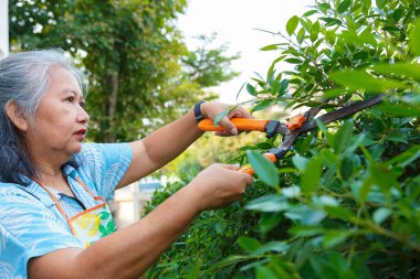 Yaşlı kadınlar büyük bir makasla çalıları buduyorlar..