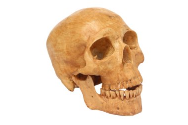 insan kafatası modeli izole yolun ekleyin