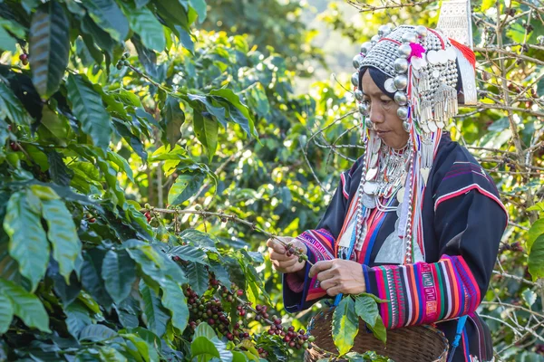 Kmenový pracovník šaty byly sklizeň zralého kávových zrn — Stock fotografie