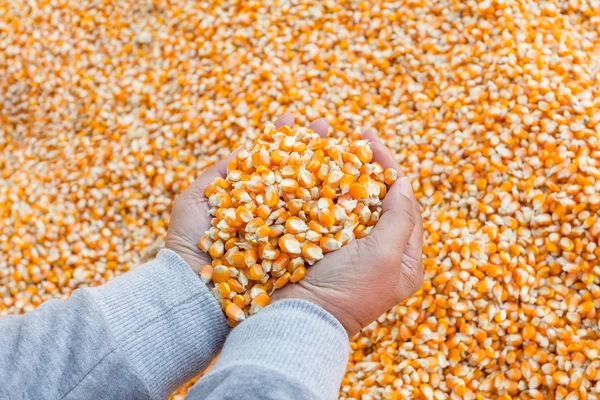 Enfoque selectivo en semillas de maíz para alimentación animal en mano — Foto de Stock