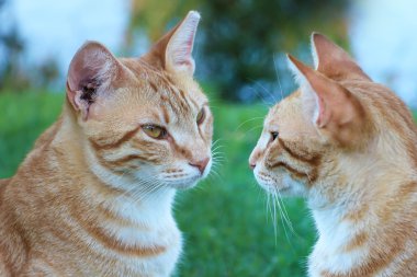 Sanırım. Vahşi kediler