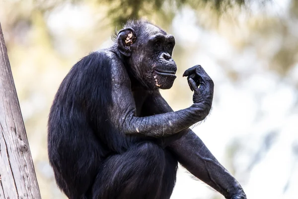 El Mono Pensador — Foto de Stock