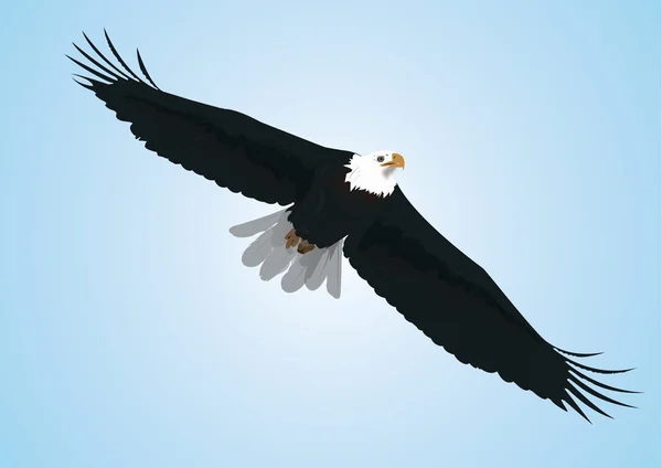 Aigle volant dans le ciel — Image vectorielle