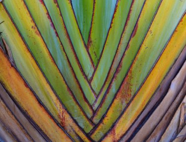 Palmiye ağacı desen yeşil ve sarı tonlarında