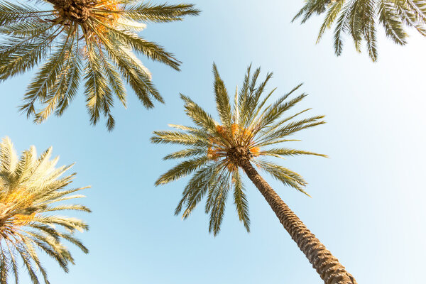 Пальмы под другим углом
