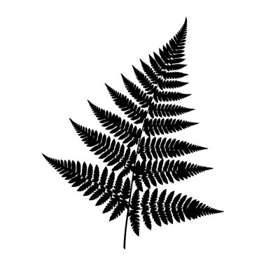 Beyaz arka planda eğreltiotu yaprağının siyah silueti. Yaprak, bitkinin doğal güzelliğini gösteren karmaşık desenler ve şekillerle detaylandırılmıştır. Eğreltiotu yaprağının basit bir temsili, çeşitli uygulamalarda kullanılmasını sağlar.