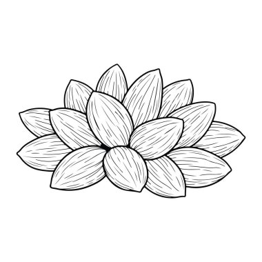 Sivri yaprakları olan siyah beyaz bir çiçek. Çiçek koyu siyah çizgiler ve kısa çapraz çizgiler tarafından oluşturulan gölgelendirme ile çizilir. Yapraklar gözyaşı şeklinde ve dairesel bir şekilde sıralanmış. Arka plan sade Whit.