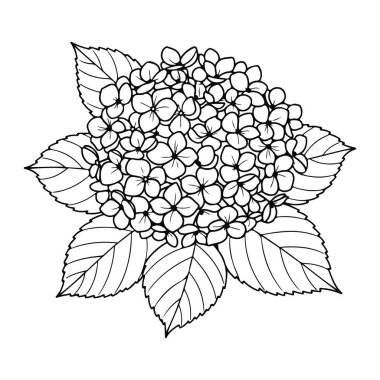 Bir ortanca çiçeğinin basit siyah beyaz çizgisi, karakteristik yuvarlak taç yaprakları ve etrafındaki yapraklardan oluşan kümesini sergiliyor. Kalın çizgiler ve temiz, minimalist bir stil, bunu çeşitli uygulamalar haline getiriyor..