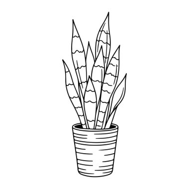 Uzun, sivri yapraklı bir saksı bitkisinin basit siyah beyaz çizgisi. Bitkinin farklı yüksekliklerde birden fazla yaprağı var. Hepsinin de dalgalı yatay çizgileri var. Tencere silindirik ve vücudunun etrafında yatay çizgiler var. Taşralı.