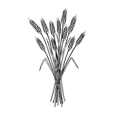 Basit bir buğday buketi buketi. Tahıllar ve saplar, düz beyaz bir zemine karşı minimalist bir çizgi şeklinde tasvir edilir. Tahıllı bir buğday sapı koleksiyonu, sapların dibine bağlanmış..