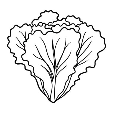Beyaz arka plandaki bir marul kafasının basit siyah çizgisi. Marulun buruşuk kenarları ve yapraklarda görünen damarları ile ayırt edici bir şekli vardır. Minimalist ve renksizdir, sebzelerin ana hatlarına ve detaylarına odaklanır..