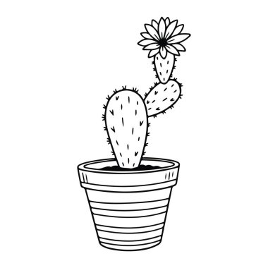 Çiçekli bir kaktüsün basit siyah beyaz çizgisi. Kaktüsün biri daha büyük ve yuvarlak, diğeri daha küçük ve daha silindirik olmak üzere iki bölümü vardır ve her ikisini de kaplayan kısa dikenleri vardır. Daha küçük bir tarikattan birçok taç yaprağı olan bir çiçek çıkar.