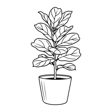 Beyaz arka planda birden fazla yaprağı olan basit bir saksı bitkisi çizgisi. Bitkinin tek bir gövdesi ve çok sayıda oval yaprağı var. Tencere temel silindirik bir şekildir. Bütün her şey siyah beyaz, ne gölgesi ne de rengi var..
