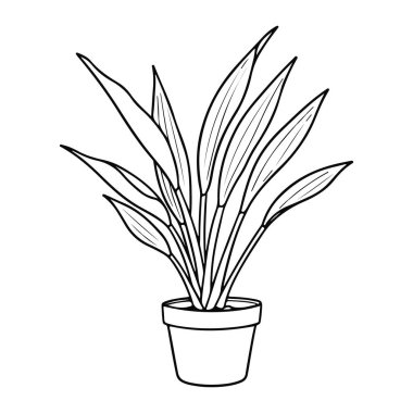 Uzun, sivri yapraklı saksı bitkisinin basit bir çizgisi. Bitkinin gözyaşı biçimli ve bir noktaya kadar konik yapraklı birden fazla sapı vardır. Tencere kısa ve silindirik, düz ve siyah beyaz, kalın çizgiler ve mini.