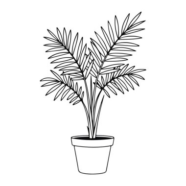 Uzun, ince yaprakları olan basit bir saksı bitkisi çizgisi. Bitkinin kısa bir gövdesi ve çok sayıda dar ve sivri yapraklı dalları vardır. Tencere kısa ve geniş, tabanı düz. Tüm siyah çizgiler beyaz arkaplanda..