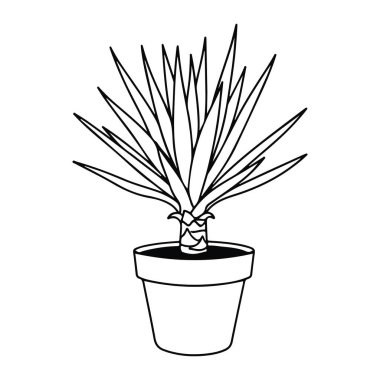 Uzun ince yapraklı, dairesel desenli basit bir saksı bitkisi çizgisi. Bitki geniş ağızlı ve kısa, kıvrımlı bir tencerenin ortasında. Siyah-beyaz, bitkiyi ve saksıyı tanımlayan kalın çizgiler var. Arka plan...