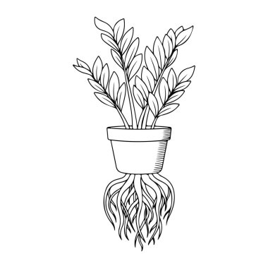 Görünür kökleri ve yaprakları olan bir saksı bitkisinin siyah beyaz çizgisi. Bitkinin basit bir saksısı vardır, deseni gösteren çizgiler vardır ve bitkinin köklerinden filizlenen birden fazla sapı ve yaprakları olan bir bitki çömleğin altında görünür,