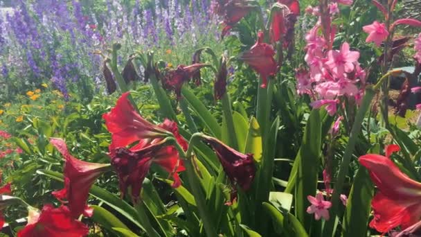 Lindas flores em um jardim, tiro em 4k — Vídeo de Stock