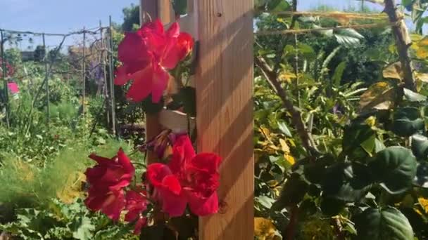 Pfanne mit schönen Blumen in einem Garten, aufgenommen in 4k — Stockvideo