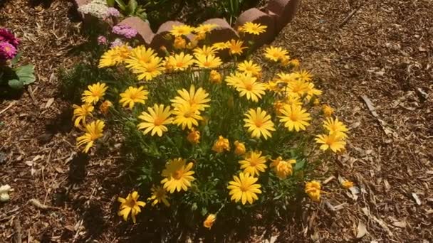 Hermosas flores amarillas en el jardín tiro en 4k — Vídeos de Stock