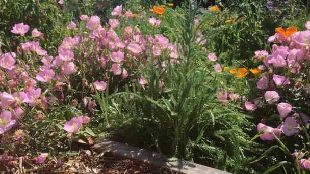 Lindas flores cor-de-rosa em um jardim, filmado em 4K — Vídeo de Stock