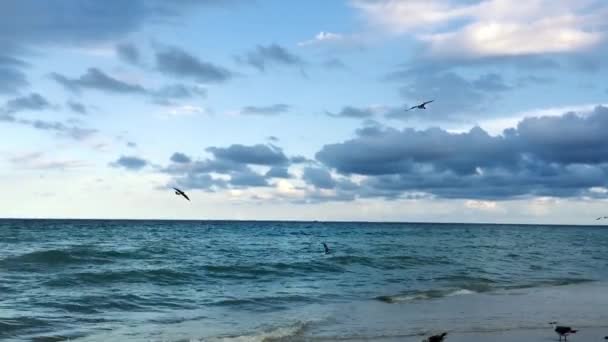Великолепный снимок океана с птицами, летящими над ним — стоковое видео