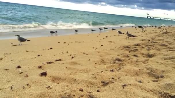 Vacker bild på en sandstrand i Florida med fåglar — Stockvideo
