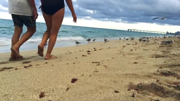 Tiro de praia na Flórida com pássaros e pessoas andando — Vídeo de Stock