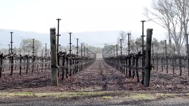 Снимок виноградника зимой — стоковое видео