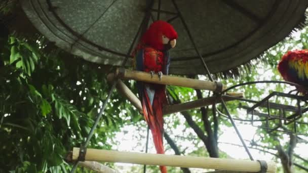 Beautiful colorful cockatoos standing on poles in the outdoors — Stock Video