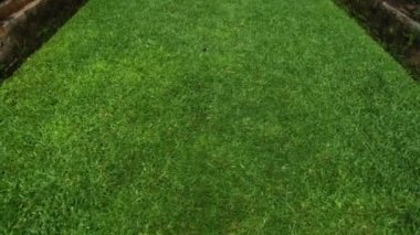 Yeşil güzel harabelere yol çimen