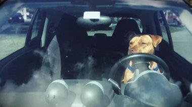 Komik Pitbull köpek bir arabanın sürücü koltuğuna oturan