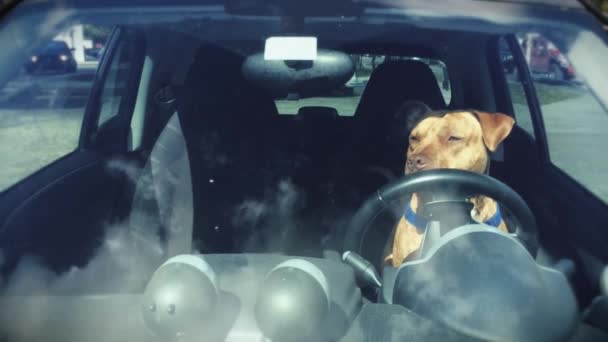 Engraçado pitbull cão sentado no motorista assento de um carro — Vídeo de Stock