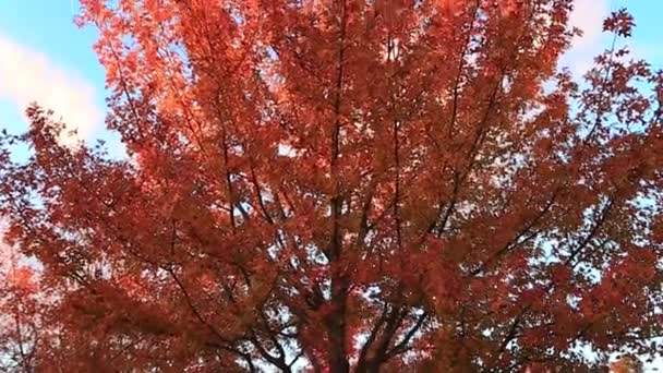 Bel arbre pendant la saison d'automne — Video