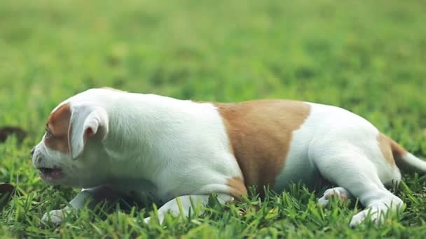 Leuke hond gras uit eten op een mooie dag — Stockvideo