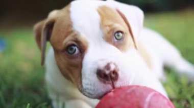 Topla oynamayı ve çim döşeme yeşil gözlü en güzel yavru köpekti