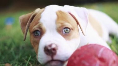 Çimlere bırakmasını ve bir topla oynamayı yeşil gözlü sevimli köpek yavrusu