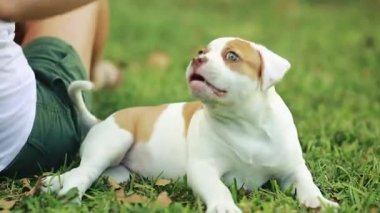 Yeşil çim şirin köpek yavrusu ile oynayan kadın