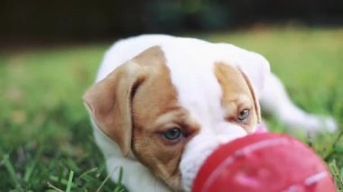 Isırma ve dışında top oynamaktan yeşil gözlü sevimli köpek