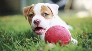 Çim yeme ve topla oynamayı şirin köpek yavrusu. Amerikan Bulldog