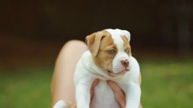 Güzel bir günde düzenlenen ediliyordu sevimli Amerikan Bulldog köpek