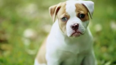 Yeşil çim oturan güzel yeşil gözlü sevimli köpek