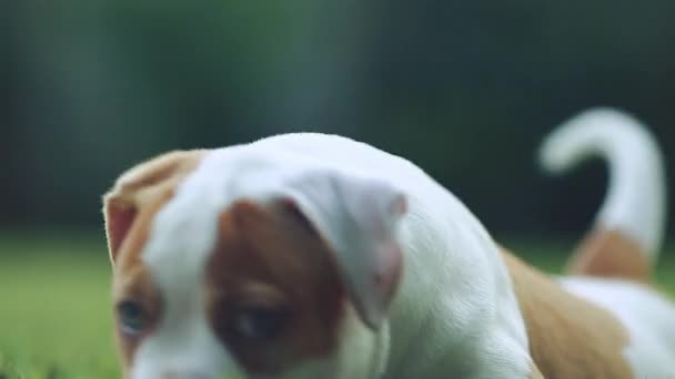 Schattige puppy van de Amerikaanse Bulldog vaststelling van op gras — Stockvideo